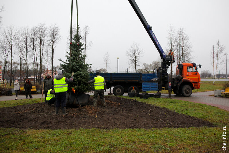    Сизую ель посадили сегодня на центральной клумбе. Дерево привезли из питомника в Городище.
