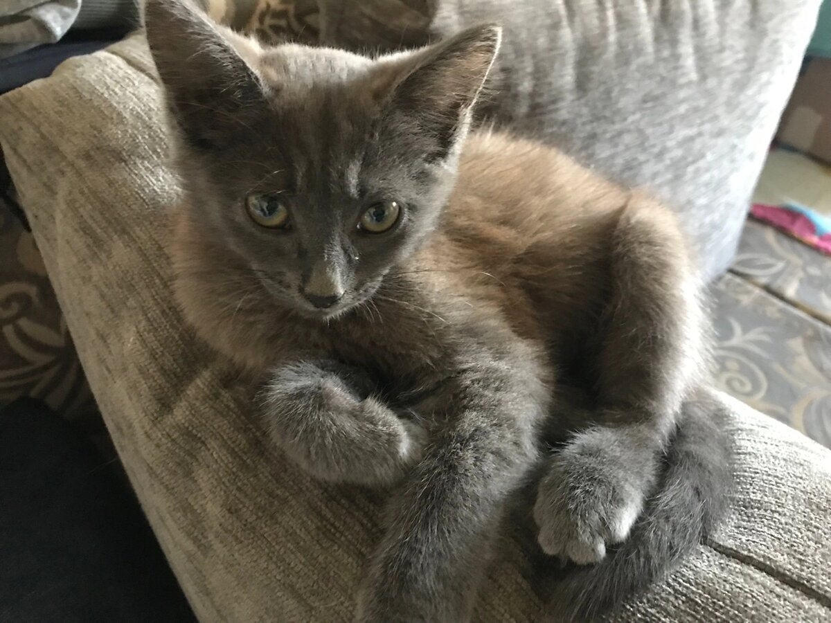 Котёнок только что начал новую жизнь и вдруг потерялся. 