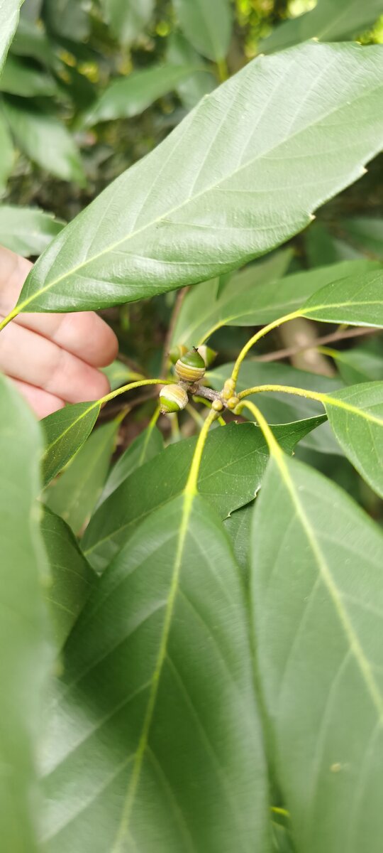 фото автора Сочи Дендрарий