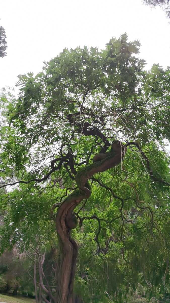 фото автора Сочи Дендрарий