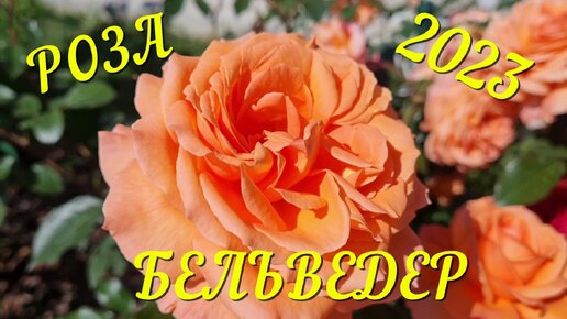 Роза Бельведер в моем саду, сезон 2023, Ленинградская область!