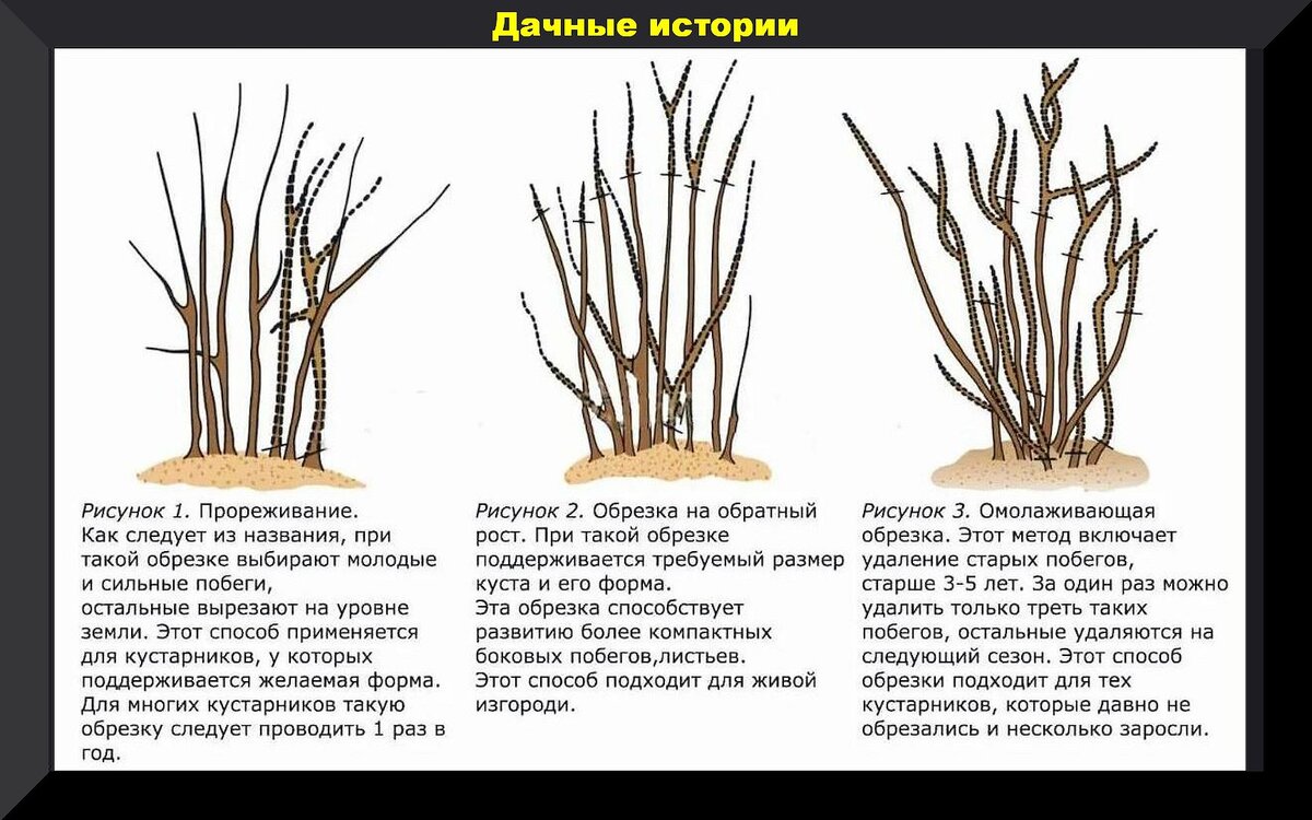 Однолетние цветы для дачи: анютины глазки — посадка и уход