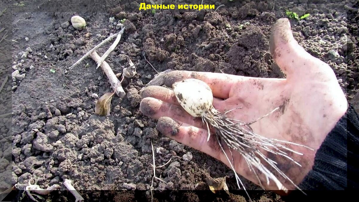 Когда садить чеснок в этом году. Что делать с проросшим луком.