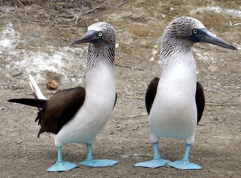 Прекрасные и смешные олуши из Перу. Им тоже приходится переживать и магнитные бури, и землетрясения почти каждый день. 