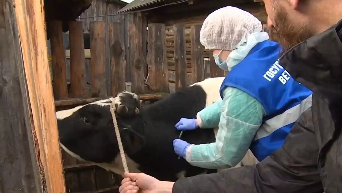     Более тысячи голов крупного и мелкого скота изъяли в Удмуртии из-за эпидемии узелкового дерматита.