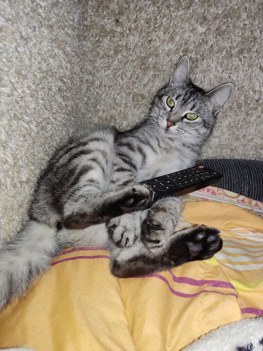  Кот готов управлять своим досугом, переключая программы и ловя каждый момент развлечения на полную лапу.