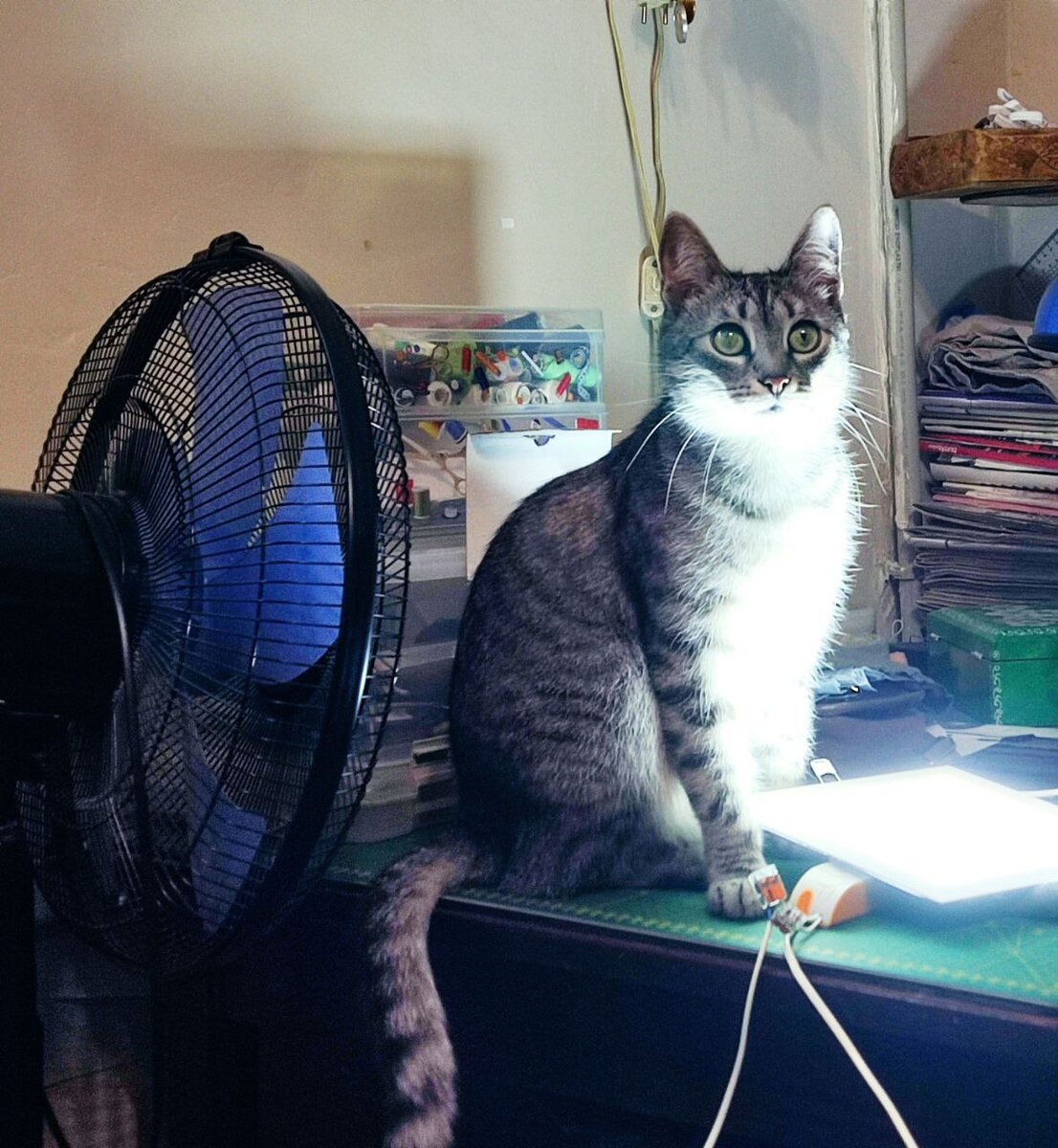 Таинственный кот сидит перед лучами лампы, которые подсвечивают его грациозные черты и создают загадочную атмосферу вокруг него.