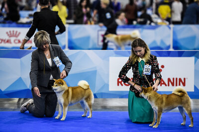    Выставка собак "Евразия" ©Николай Корешков РИАМО