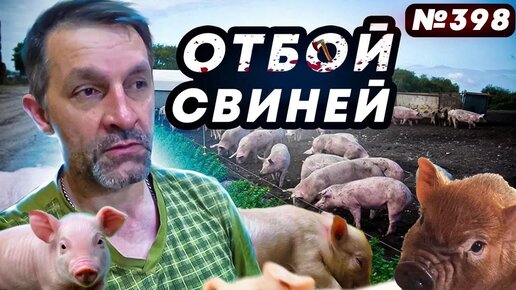 Стоковые видео по запросу Свиная ферма