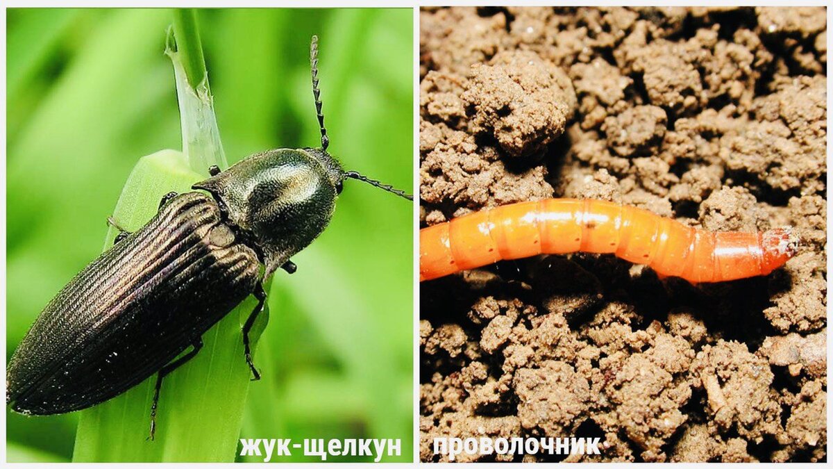 жук-щелкун и проволочник