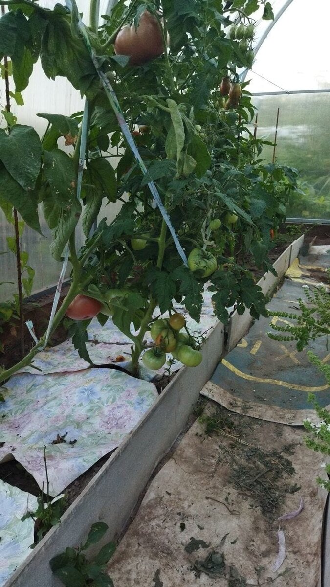 Вверху помидора Голубой Казахстан