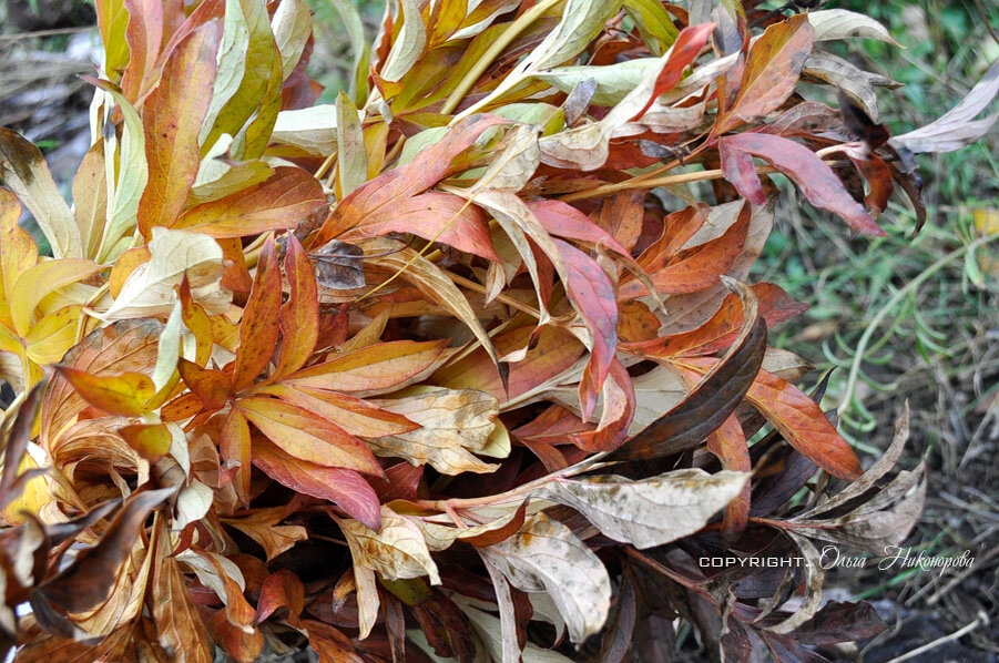 Осенью листья пиона становятся очень красивых оттенков