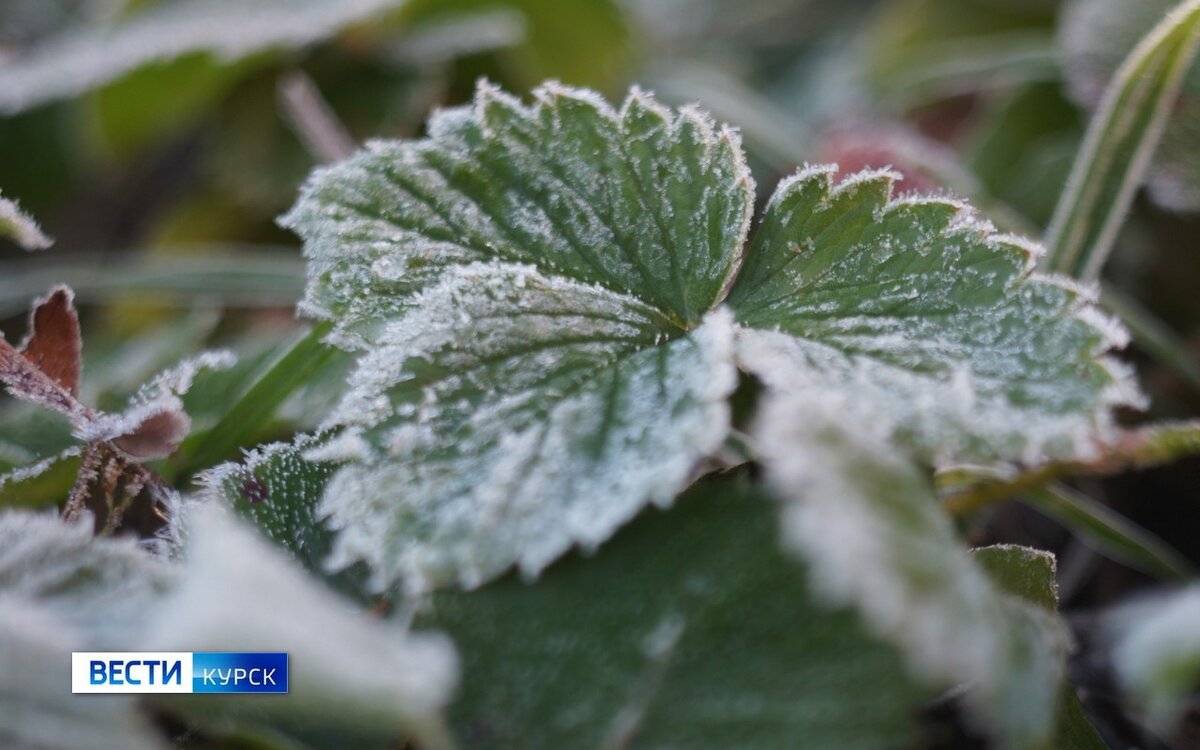    В Курскую область придут похолодание и заморозки