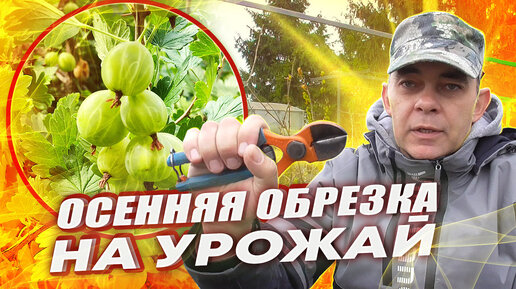 Video herunterladen: СМОТРИТЕ, КАК БЫСТРО ОБРЕЗАТЬ КРЫЖОВНИК НА УРОЖАЙ, ПОДКОРМКА, ОБРАБОТКА ОТ БОЛЕЗНЕЙ ОСЕНЬЮ / КРЫЖОВНИК УХОД И ВЫРАЩИВАНИЕ ОСЕНЬЮ