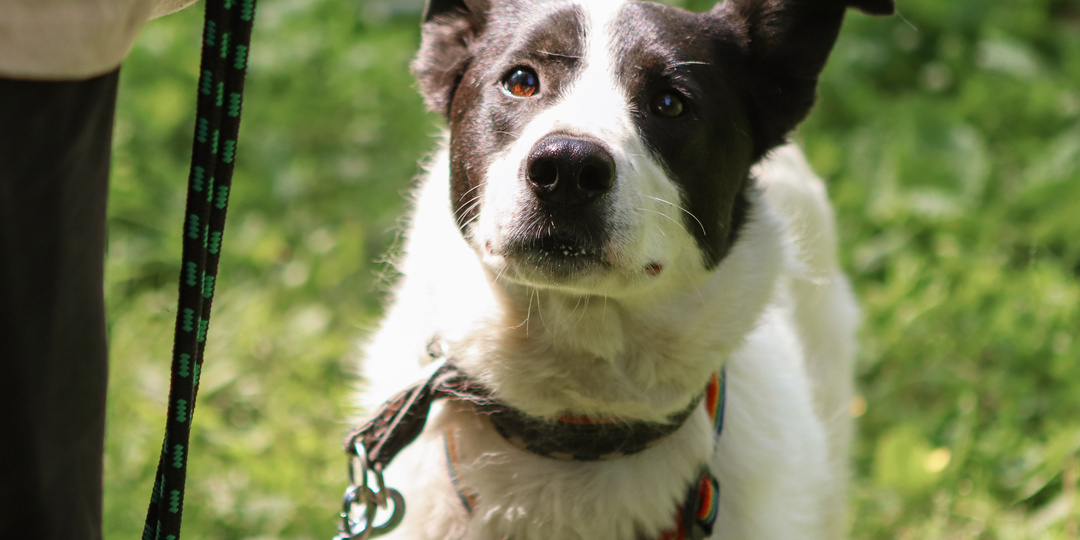 И все-таки люди ищут в объявлениях добрых собак. Вот вам объявление про добрую собаку