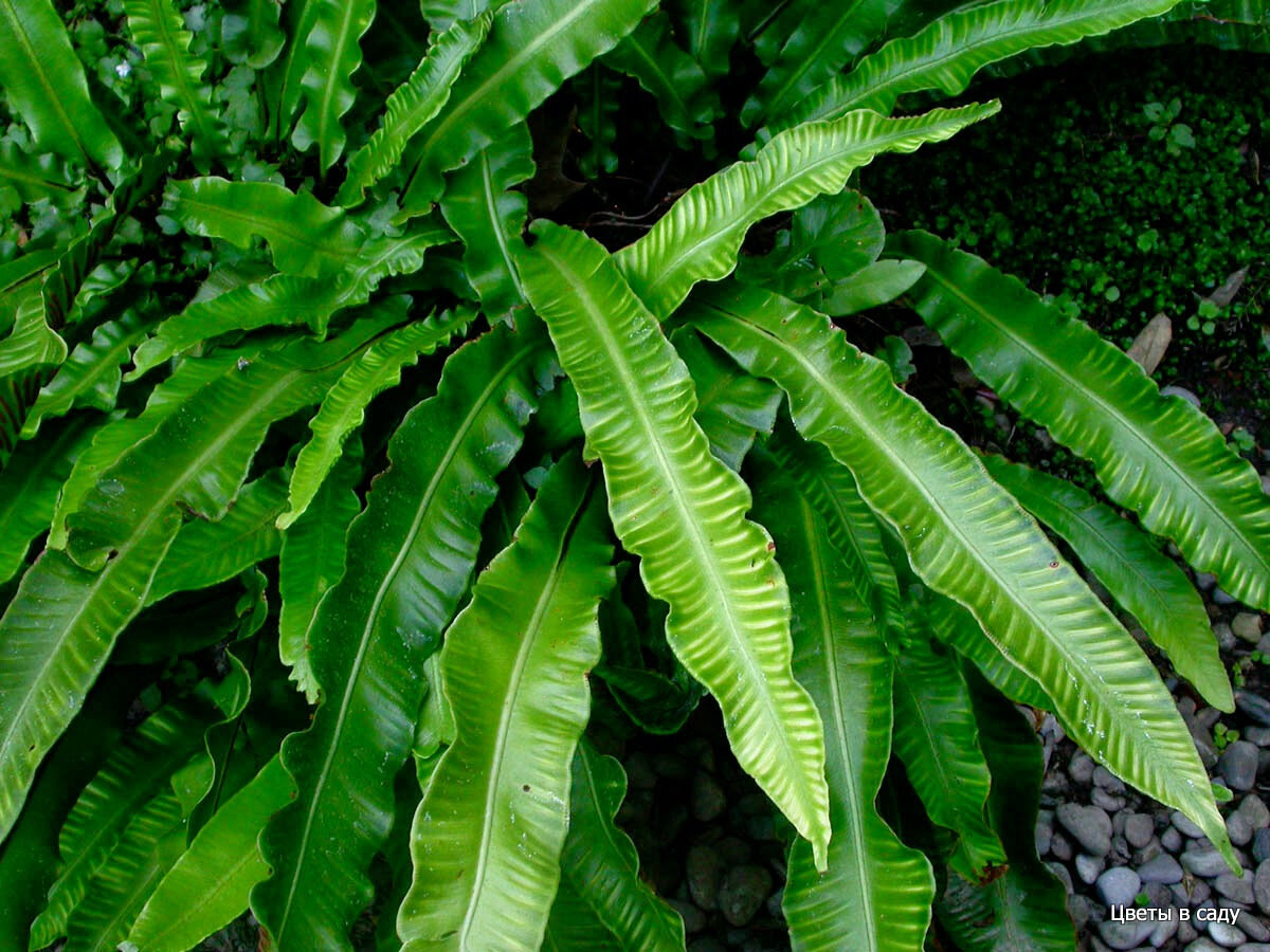 Phyllitis scolopéndrium