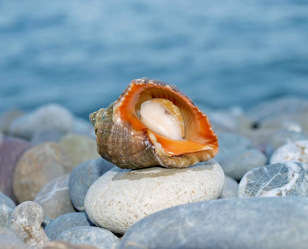 Черноморская рапана. Фото: https://mineralogist.club