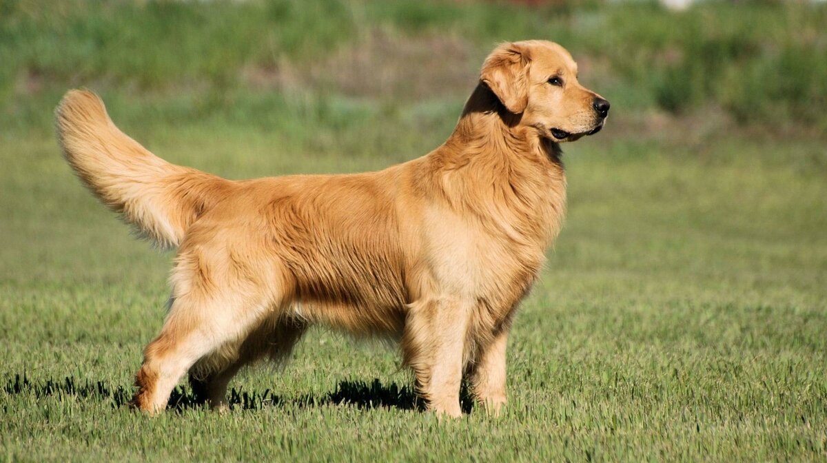 Золотистый ретривер – это одна из самых популярных пород собак в мире