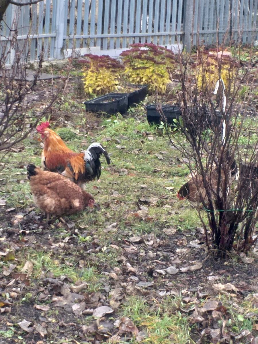 Фото от 12.11.2023г.