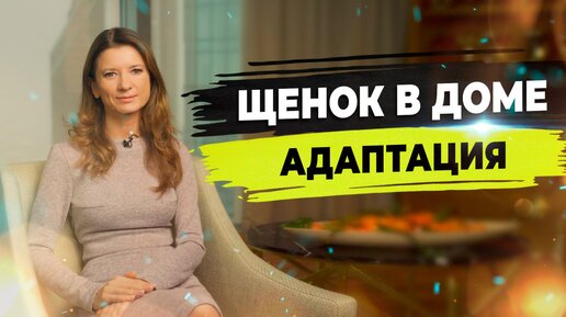 Адаптация щенка к новому дому.