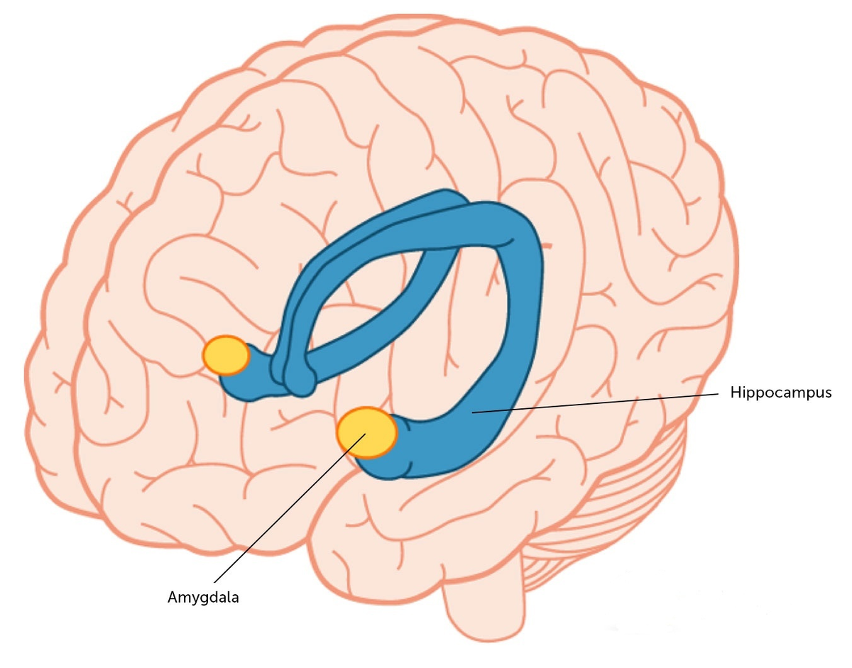 Гиппокамп где. Амигдала миндалевидное тело. Части головного мозга Амигдала.