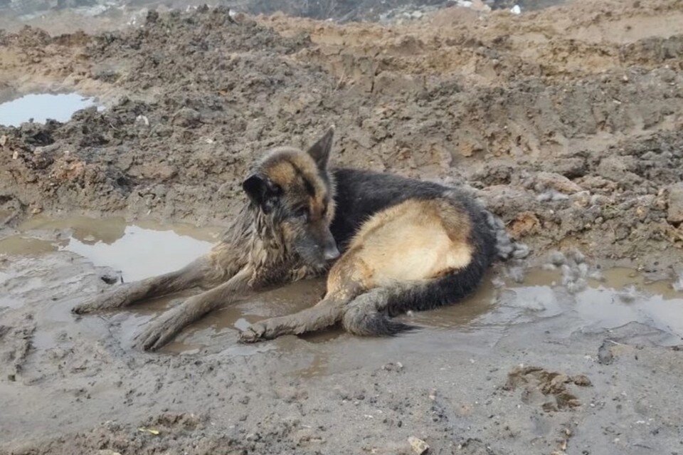    Собака Шнеля лежала в грязи и не могла двигаться. Фото "Сострадание НН".