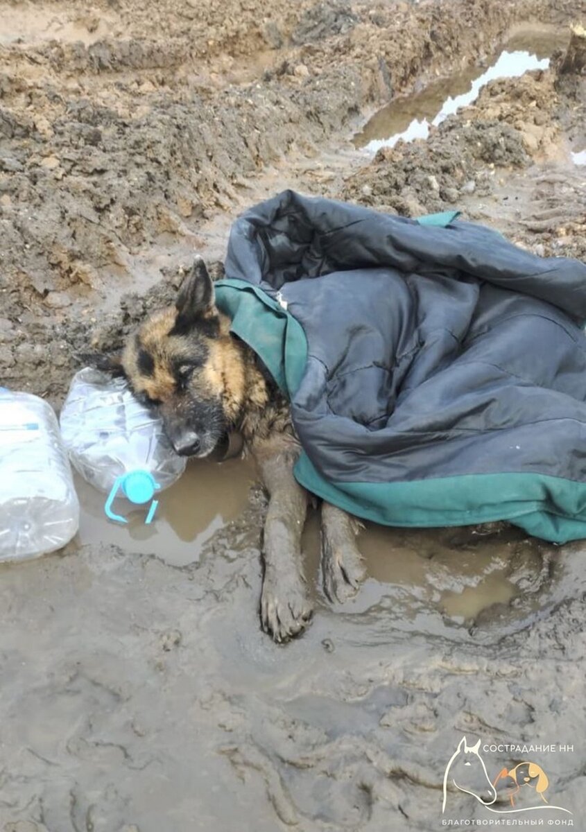    Мужчина увидел собаку, лежащую в луже. "Сострадание НН".