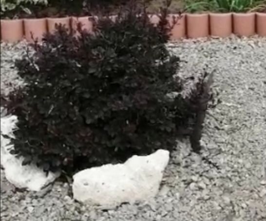 Барбарис Тунберга сорт Коронита в рокарии