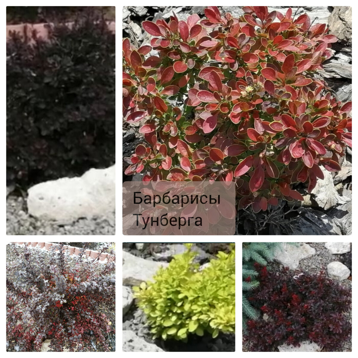 Такие разные барбарисы