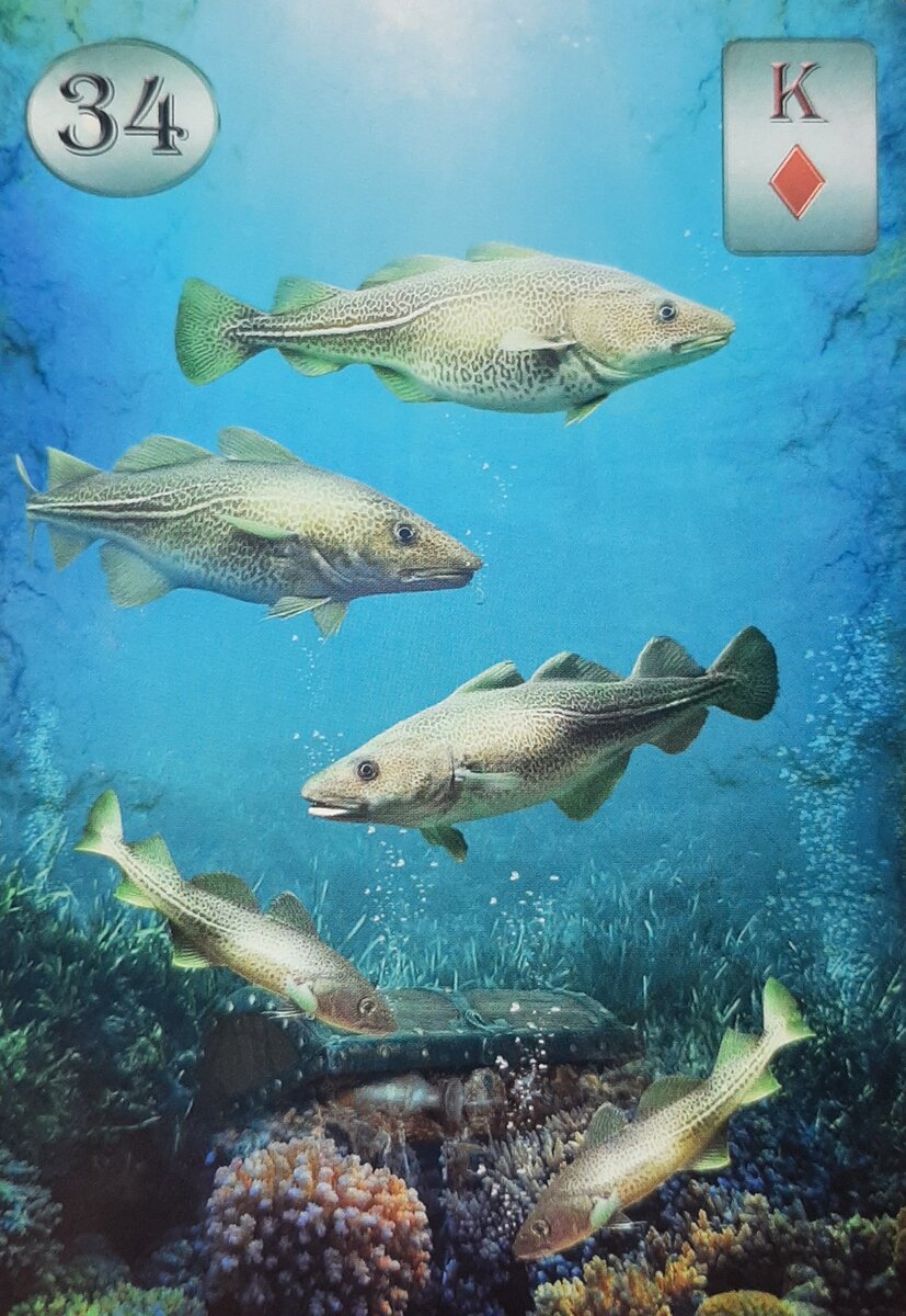 Thelema Lenormand. Renata Lechner