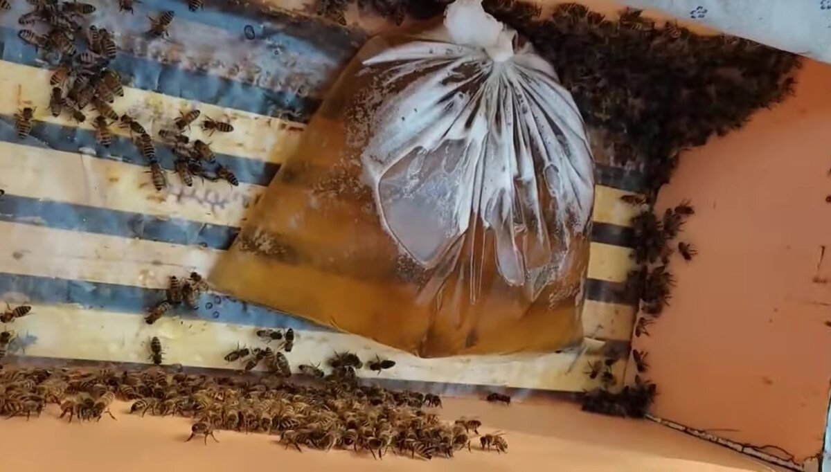 бакфаст июньский отводок на 1 рамку и неплодную матку