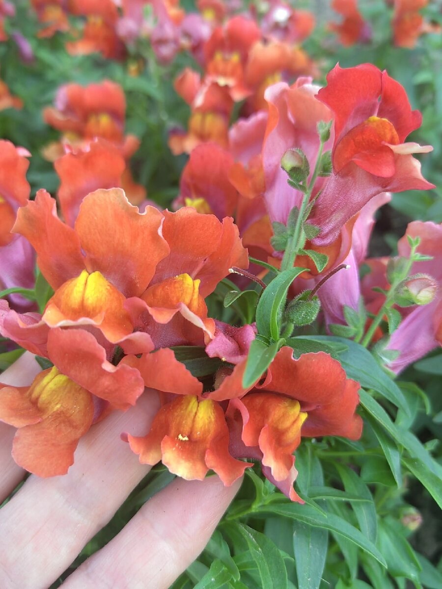 Фото автора.Сезон 2023 