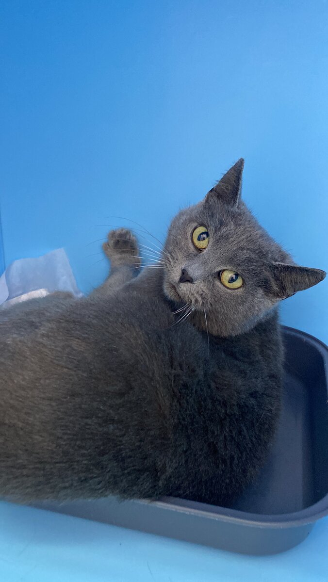 «Ну разве я не хороша…?»
