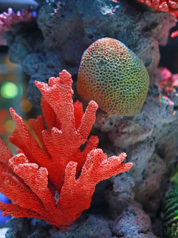 Коралловые рифы. Фото из открытых источников