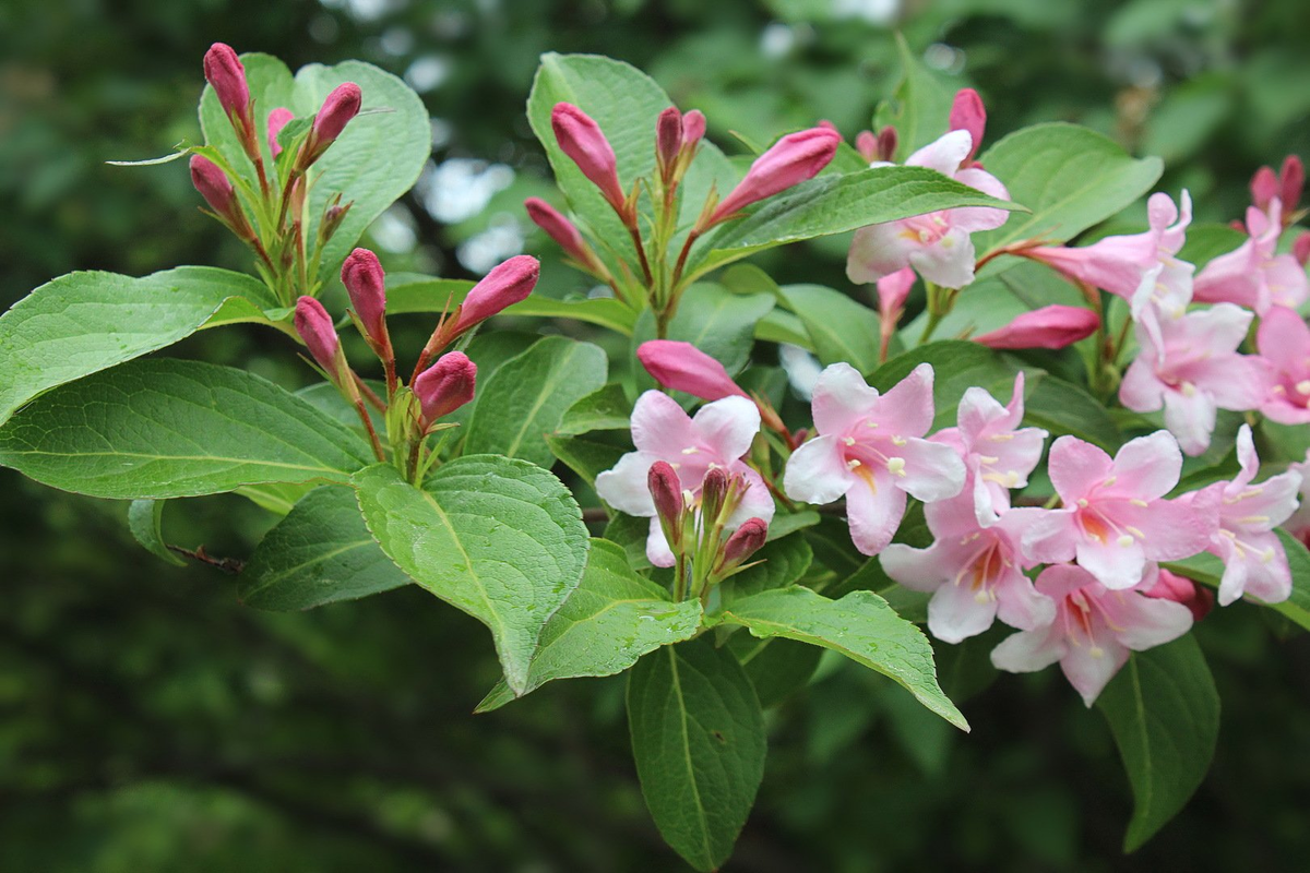 Red Prince Weigela - Weigela florida 'Red Prince' North Carolina Extension Garde