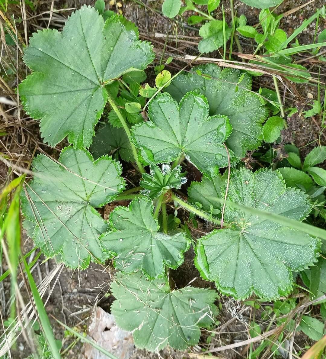 Манжетка Alchemilla epipsila