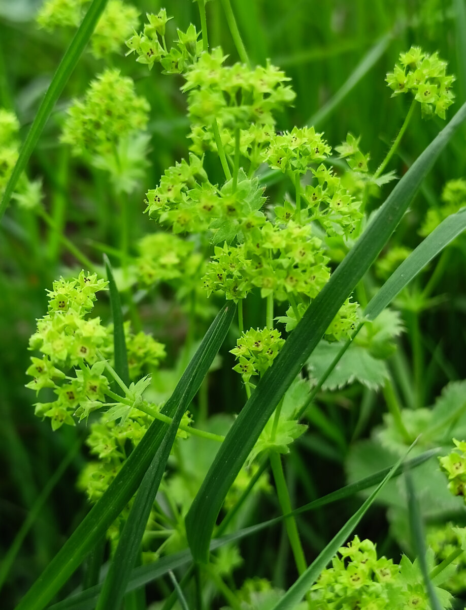 Манжетка Alchemilla epipsila