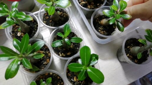 Пересадка сеянцев адешек. 13.11.23г | Цветочно огородные дела | Дзен