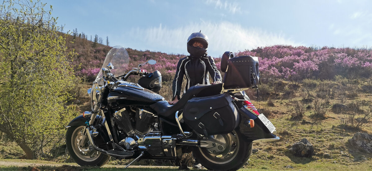 Цветение маральника на Алтае 