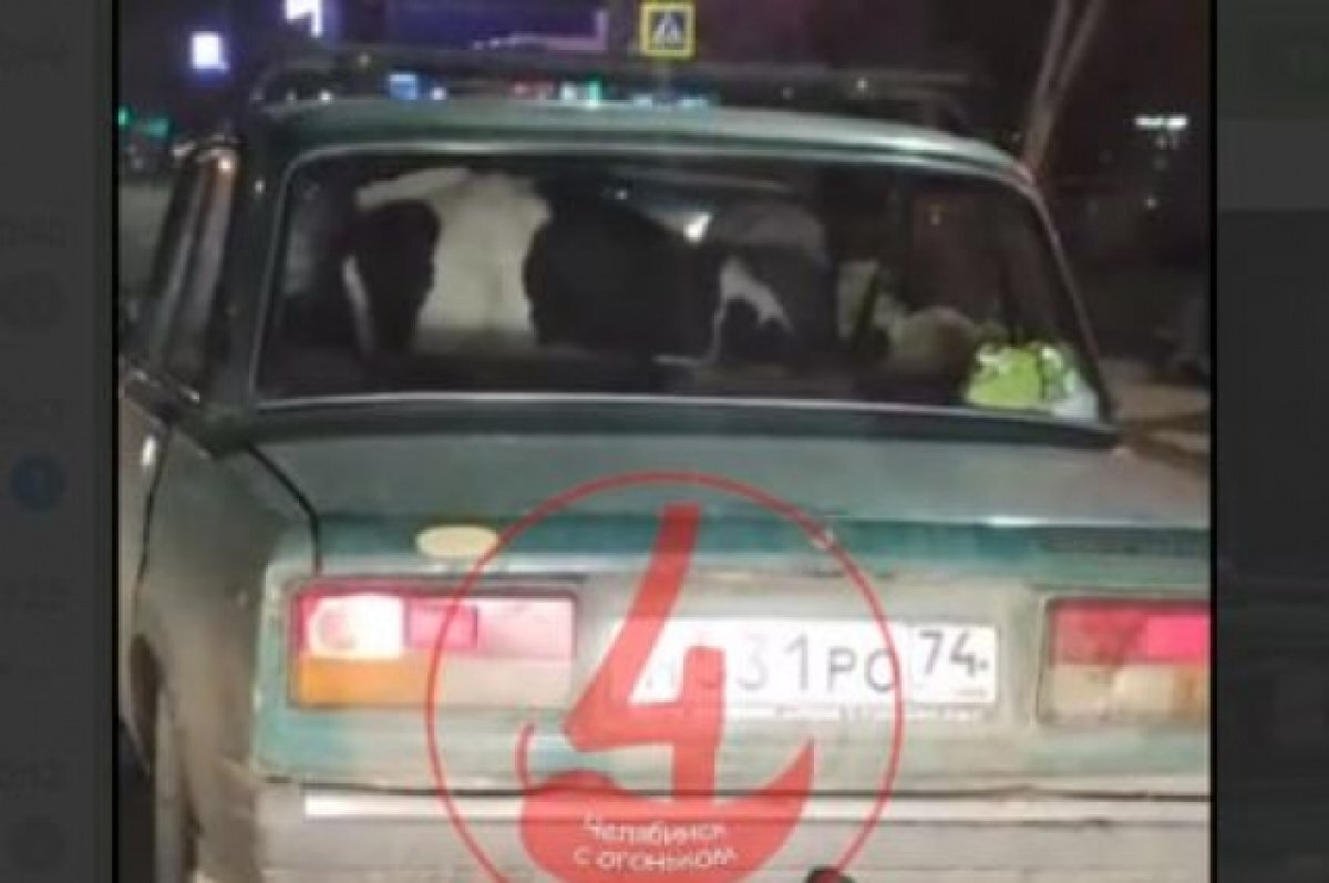    Перевозка телёнка и барана в легковушке попала на видео в Челябинске