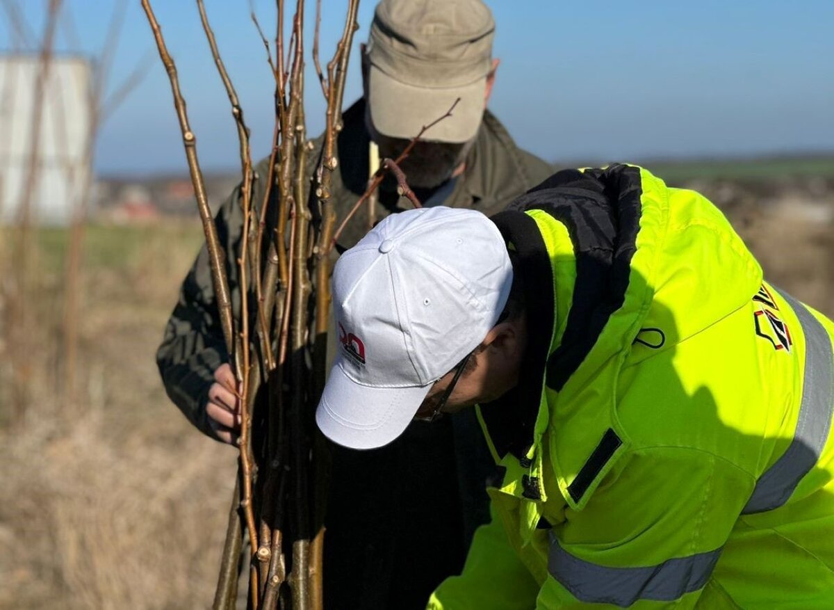    Куряне высадили 100 деревьев в ДНР вместе с местными жителями