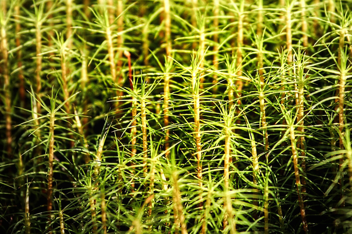 Фото автора канала "Удивительный мир живой природы "