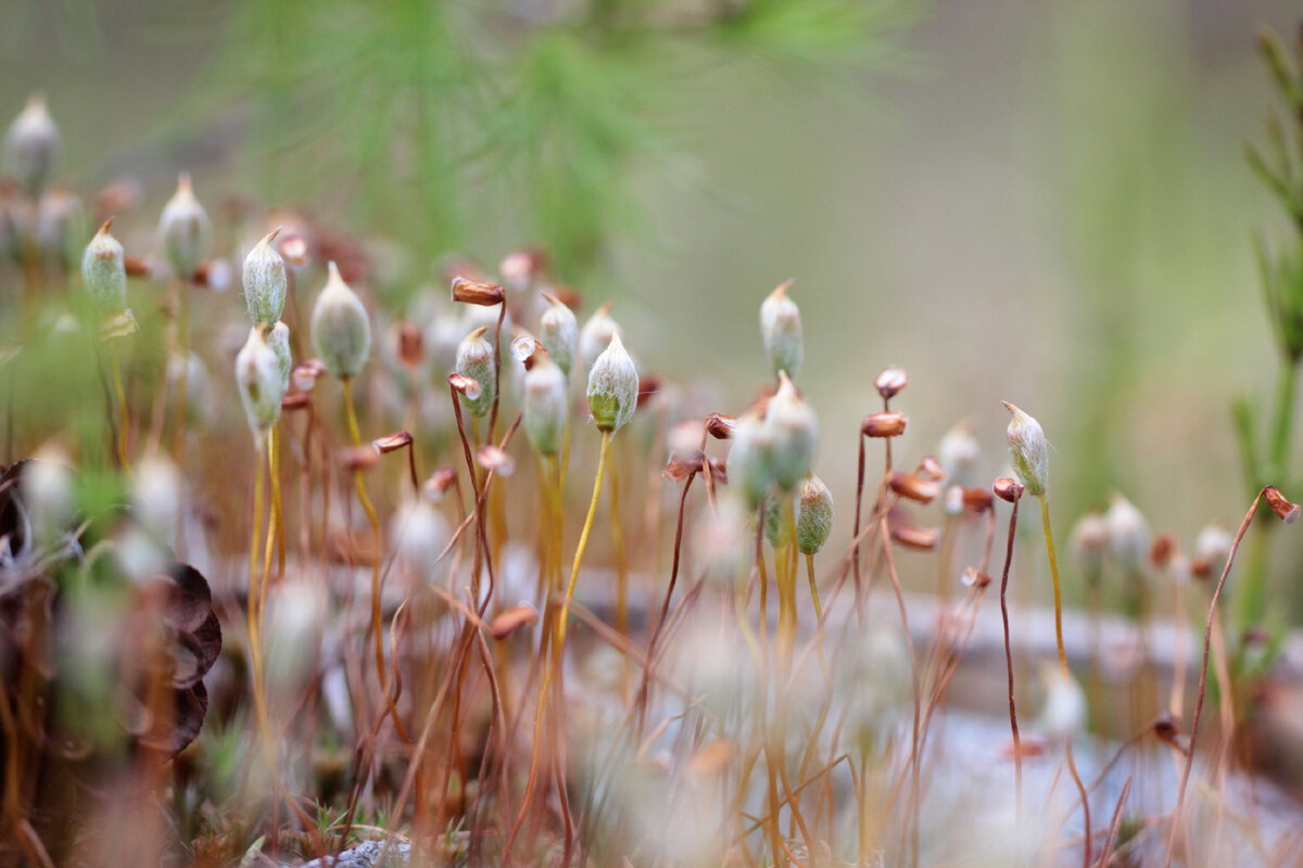 ГЛАВА VI ЦАРСТВО РАСТЕНИЯ (PLANTAE, EMBRYOPHYTA, PHYTOBIOTA)