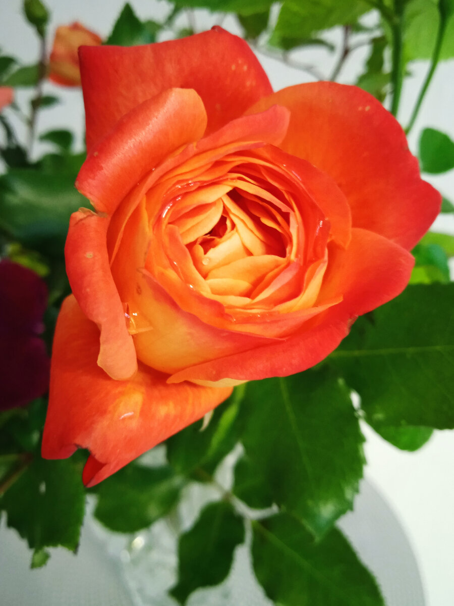 Флорибунда Мидсаммер