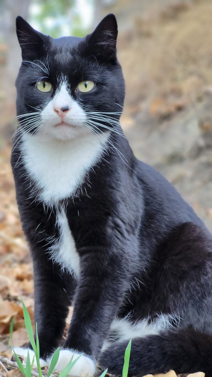 Похож на пашу, но живу в Ялте