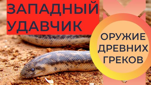 Западный удавчик: Родственник анаконды с юга России. Зачем древние греки кидались ими во врага? 🎥