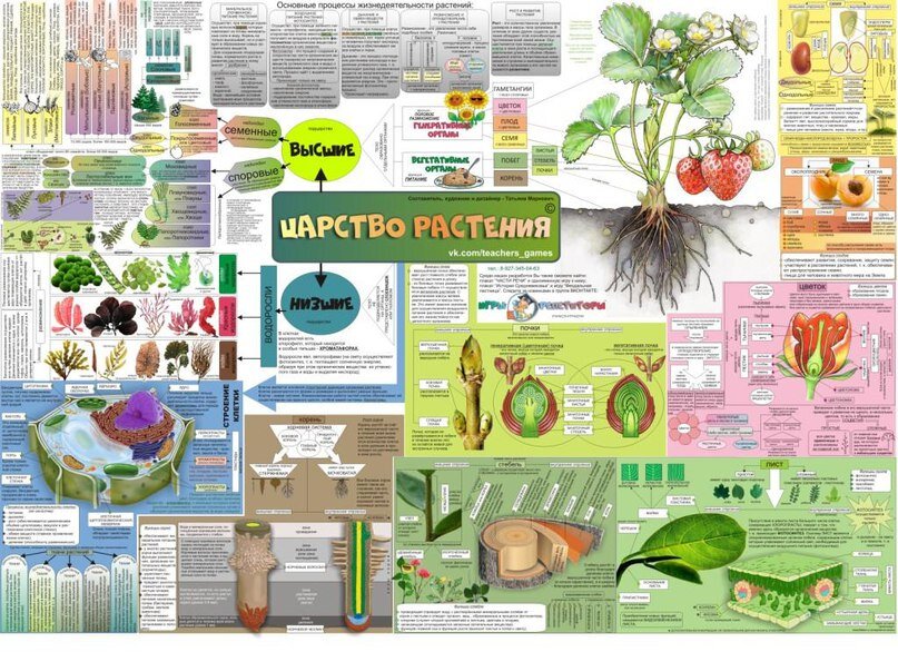 Игровой проект по биологии 7 класс