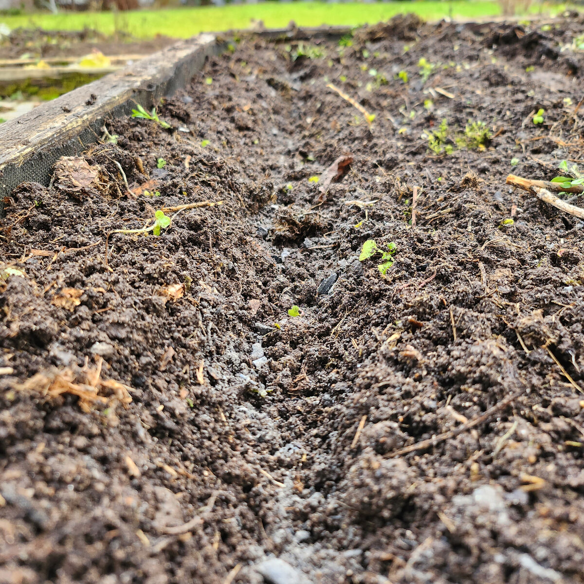 Подготовленные, посыпанные золой лунки