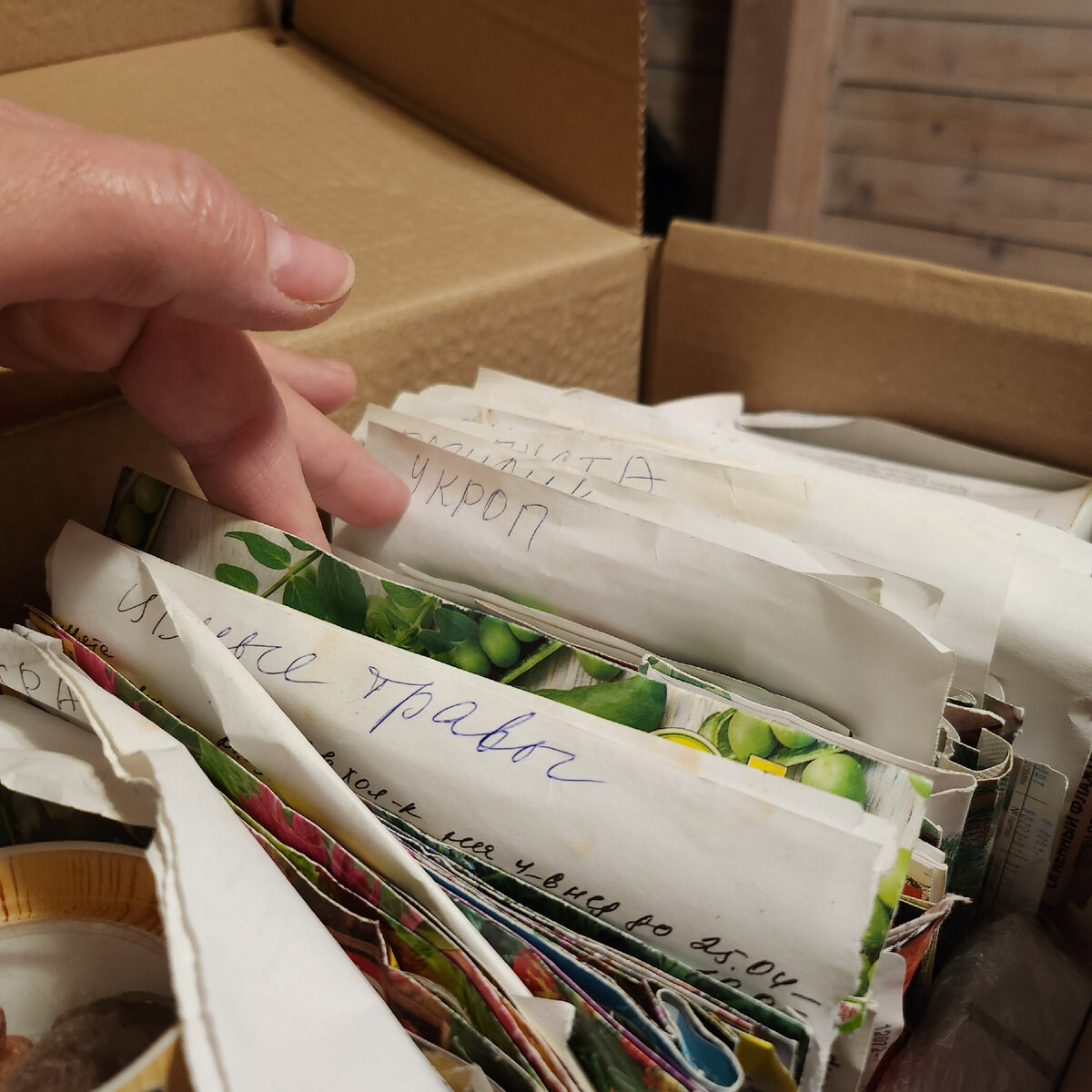 Моя коробка с семенами.