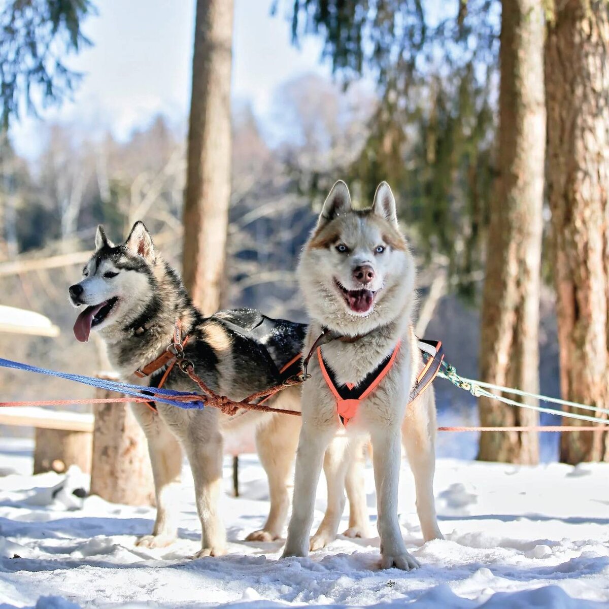 «Рузская Аляска», фото huskyvillage.ru